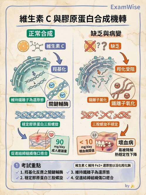 醫檢師 - 細胞傷害、發炎與修復 - AI 圖文解析預覽