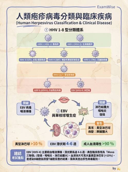 醫檢師 - 感染 - AI 圖文解析預覽