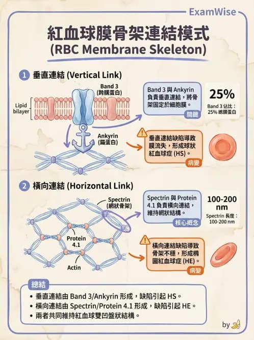 醫檢師 - 紅血球生理與形態 - AI 圖文解析預覽