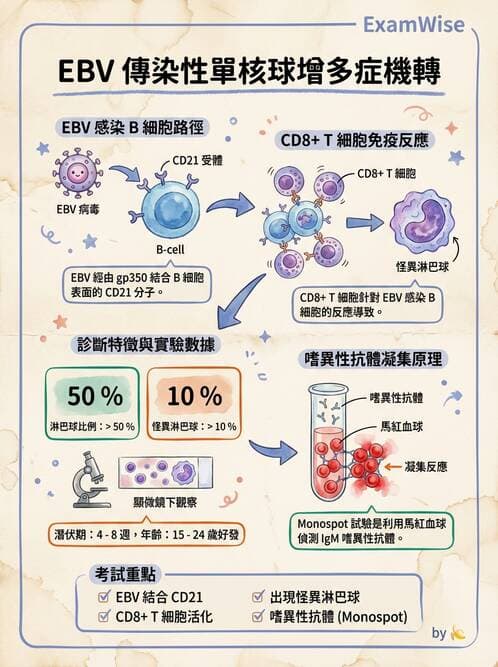 醫檢師 - 淋巴瘤、漿細胞疾病與白血球異常 - AI 圖文解析預覽