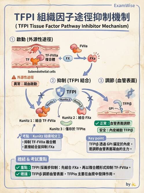 醫檢師 - 凝血因子與凝血檢驗 - AI 圖文解析預覽