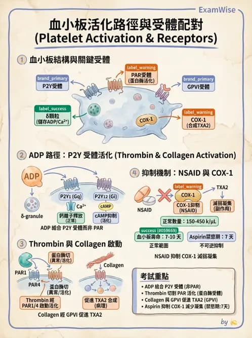 醫檢師 - 血小板與止血生理 - AI 圖文解析預覽