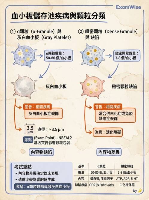醫檢師 - 血小板與止血生理 - AI 圖文解析預覽