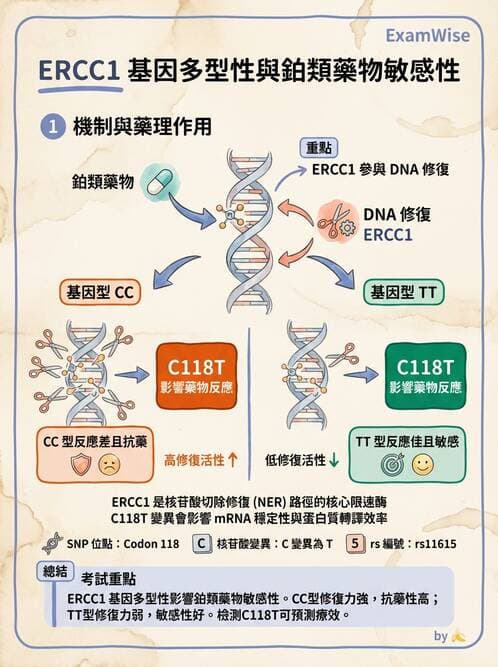 醫檢師 - 藥物相關基因檢測 - AI 圖文解析預覽