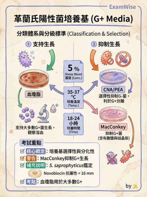 醫檢師 - 葡萄球菌與腸球菌 - AI 圖文解析預覽