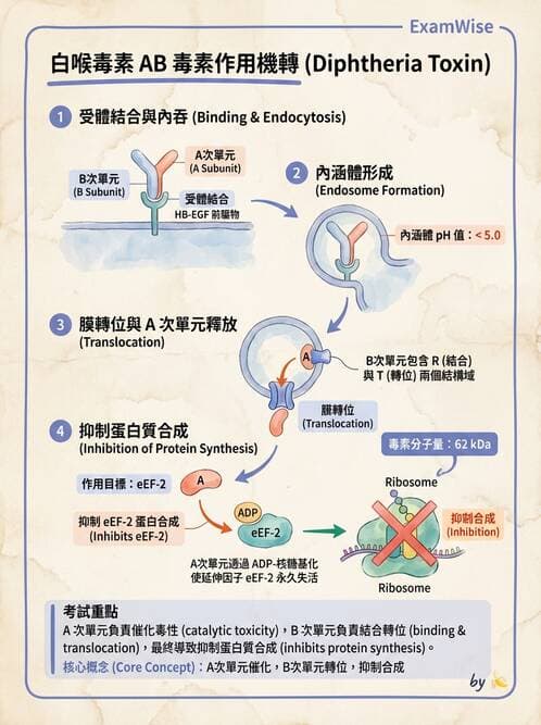 醫檢師 - 鏈球菌與其他革蘭氏陽性桿菌 - AI 圖文解析預覽