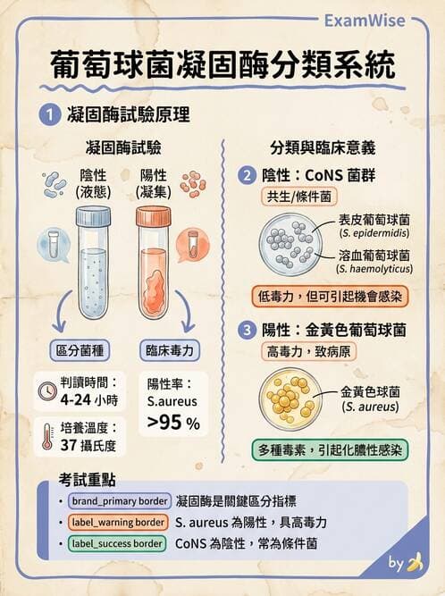 醫檢師 - 葡萄球菌與腸球菌 - AI 圖文解析預覽