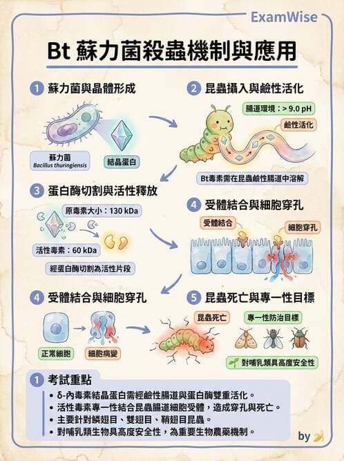 醫檢師 - 鏈球菌與其他革蘭氏陽性桿菌 - AI 圖文解析預覽