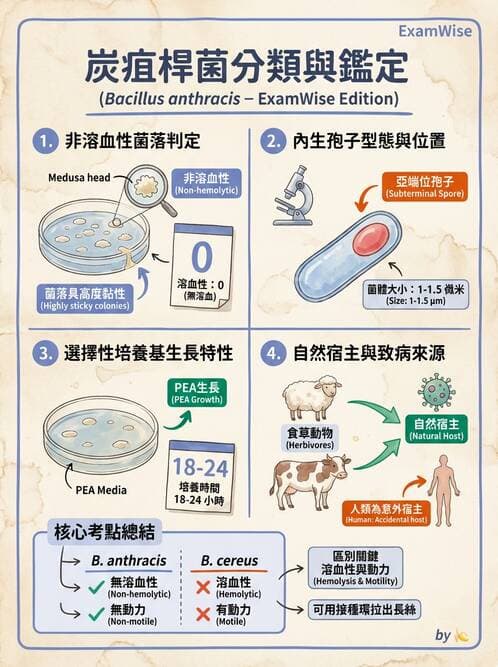 醫檢師 - 鏈球菌與其他革蘭氏陽性桿菌 - AI 圖文解析預覽