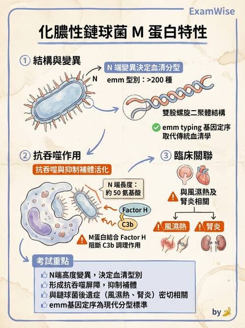 醫檢師 - 鏈球菌與其他革蘭氏陽性桿菌 - AI 圖文解析預覽