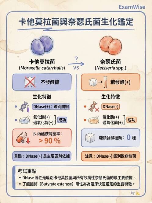 醫檢師 - 奈瑟菌與挑剔性革蘭氏陰性菌 - AI 圖文解析預覽