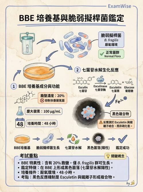 醫檢師 - 厭氧菌 - AI 圖文解析預覽