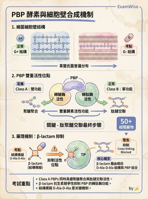 醫檢師 - 抗藥性機制 - AI 圖文解析預覽