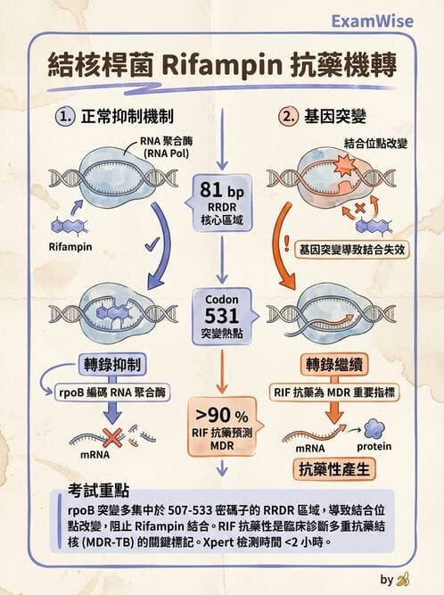 醫檢師 - 抗藥性機制 - AI 圖文解析預覽