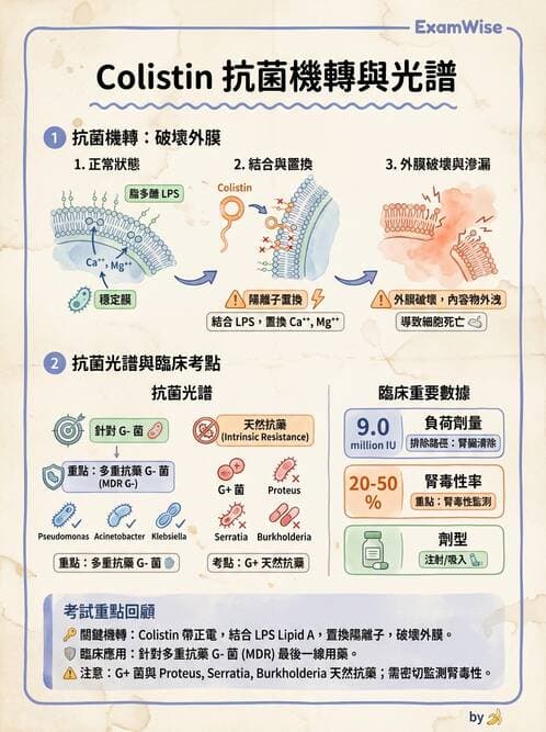 醫檢師 - 抗微生物製劑 - AI 圖文解析預覽