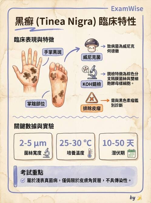 醫檢師 - 皮膚與皮下真菌感染 - AI 圖文解析預覽