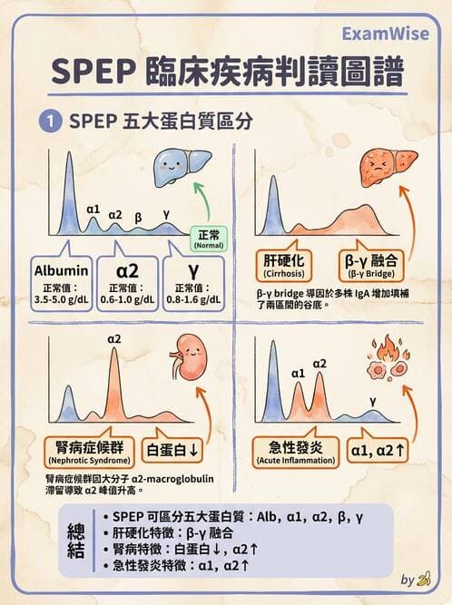 醫檢師 - 血清蛋白與蛋白質檢測 - AI 圖文解析預覽