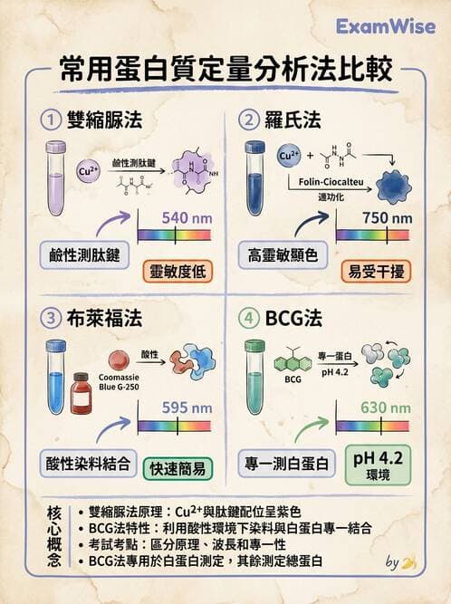 醫檢師 - 血清蛋白與蛋白質檢測 - AI 圖文解析預覽