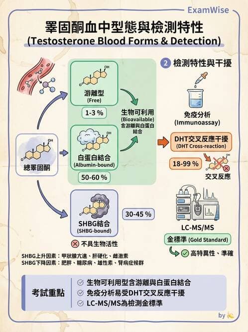 醫檢師 - 腎上腺與生殖內分泌 - AI 圖文解析預覽