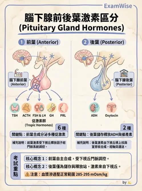 醫檢師 - 甲狀腺與垂體內分泌 - AI 圖文解析預覽