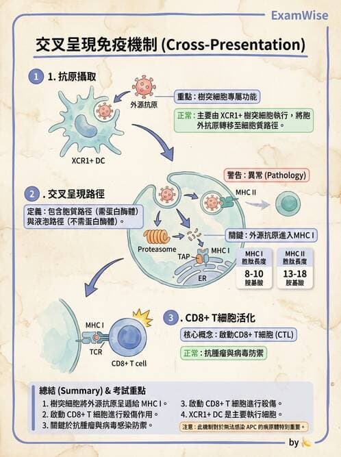醫檢師 - 細胞激素與抗原呈獻 - AI 圖文解析預覽