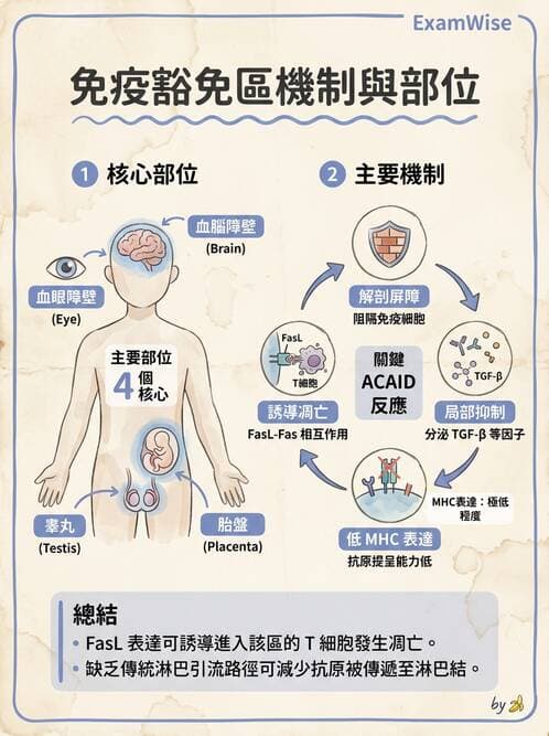醫檢師 - 組織型與移植免疫學 - AI 圖文解析預覽