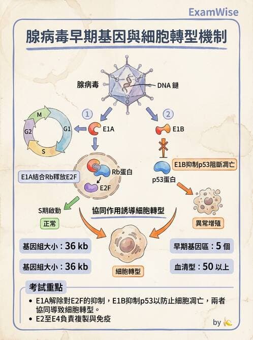 醫檢師 - 腺病毒與痘病毒 - AI 圖文解析預覽