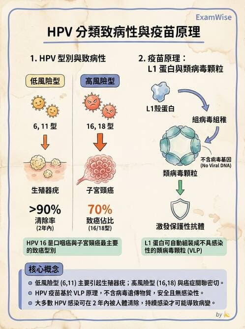 醫檢師 - 人類乳突病毒 - AI 圖文解析預覽