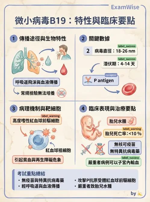 醫檢師 - 細小病毒與多瘤病毒 - AI 圖文解析預覽