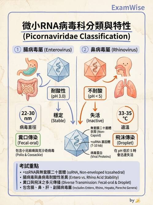 醫檢師 - 小RNA病毒科與腸道病毒 - AI 圖文解析預覽