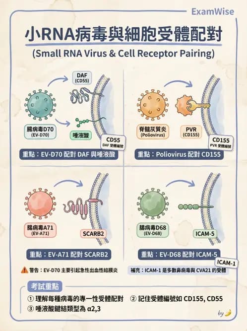 醫檢師 - 小RNA病毒科與腸道病毒 - AI 圖文解析預覽