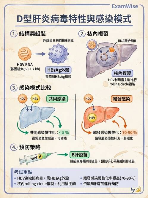 醫檢師 - B型肝炎病毒 - AI 圖文解析預覽