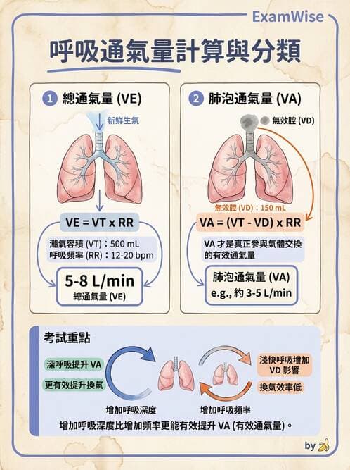 醫檢師 - 肺功能基礎與指標 - AI 圖文解析預覽