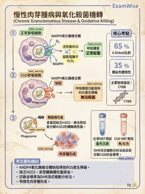 醫檢師 - 細胞傷害、發炎與修復 - AI 圖文解析預覽