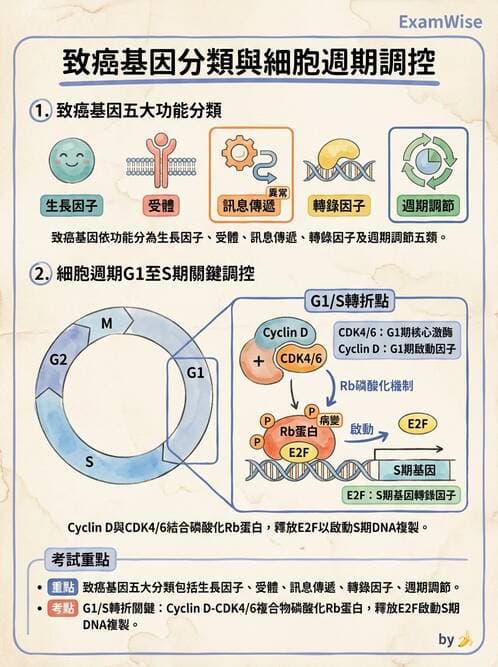 醫檢師 - 腫瘤概論 - AI 圖文解析預覽