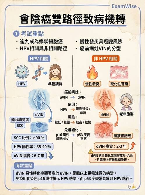 醫檢師 - 乳房及女性生殖疾病 - AI 圖文解析預覽