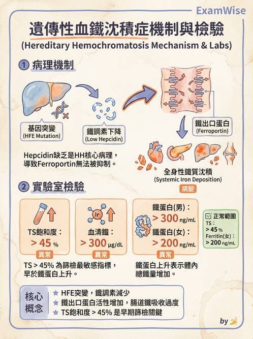 醫檢師 - 貧血診斷與營養缺乏性貧血 - AI 圖文解析預覽