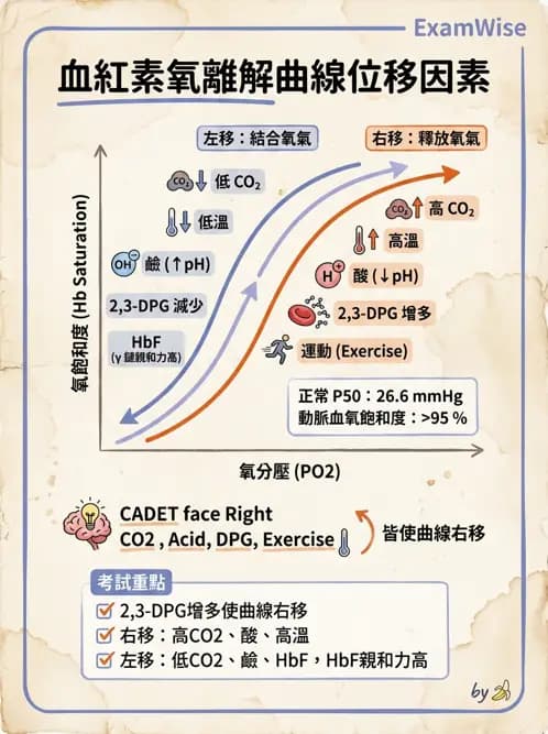 醫檢師 - 紅血球生理與形態 - AI 圖文解析預覽