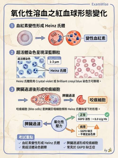 醫檢師 - 溶血性貧血與血色素病變 - AI 圖文解析預覽