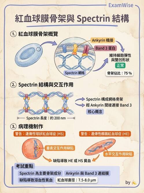 醫檢師 - 紅血球生理與形態 - AI 圖文解析預覽