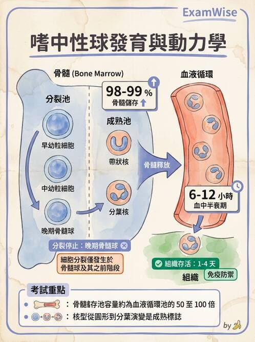 醫檢師 - 白血球生理與形態 - AI 圖文解析預覽
