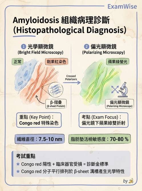 醫檢師 - 淋巴瘤、漿細胞疾病與白血球異常 - AI 圖文解析預覽