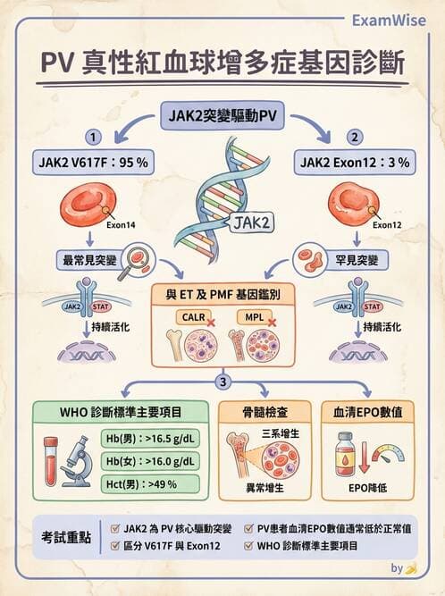 醫檢師 - 慢性血液腫瘤與骨髓增生疾患 - AI 圖文解析預覽