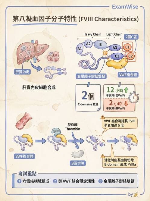 醫檢師 - 凝血因子與凝血檢驗 - AI 圖文解析預覽
