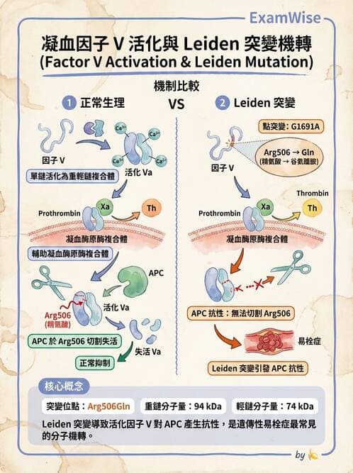醫檢師 - 血栓性疾病與抗凝治療監測 - AI 圖文解析預覽