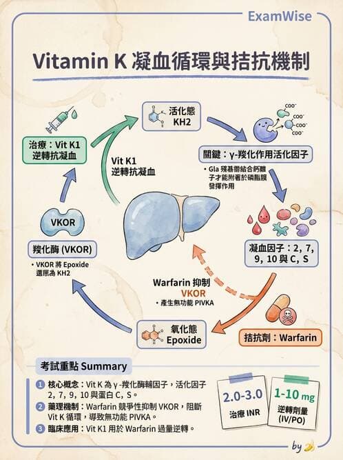 醫檢師 - 凝血因子與凝血檢驗 - AI 圖文解析預覽