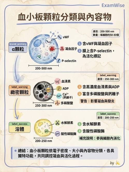 醫檢師 - 血小板與止血生理 - AI 圖文解析預覽