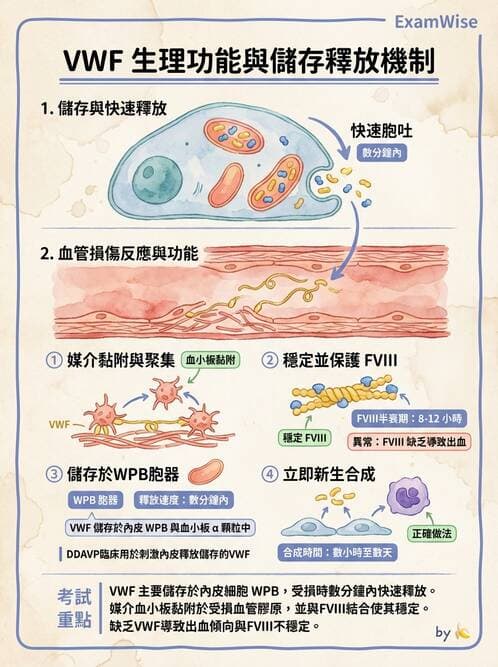 醫檢師 - 出血性疾病與檢驗 - AI 圖文解析預覽
