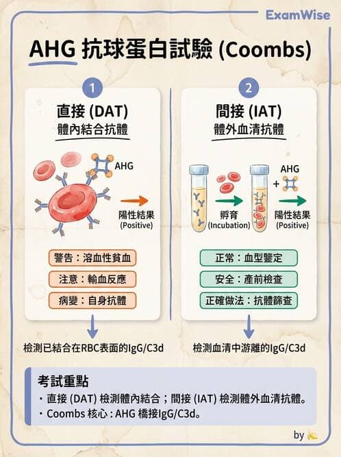 醫檢師 - 紅血球抗原與血型系統 - AI 圖文解析預覽