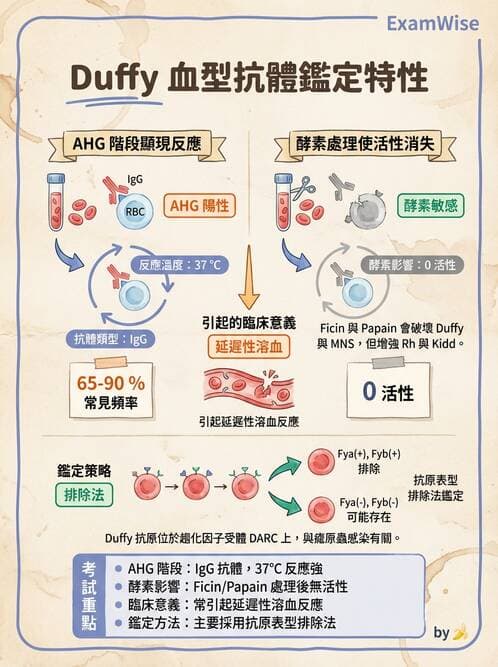 醫檢師 - 紅血球抗原與血型系統 - AI 圖文解析預覽